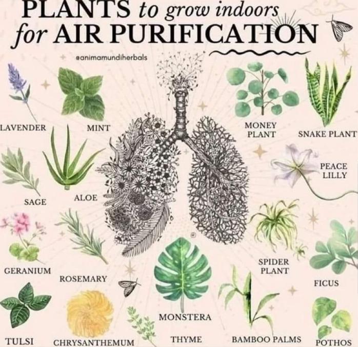Plants to grow indoor for air purification-Plants to grow inside home-Stumbit Gardening